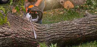 Professional Tree Services in Elsberry, MO