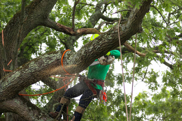 How Our Tree Care Process Works  in  Elsberry, MO