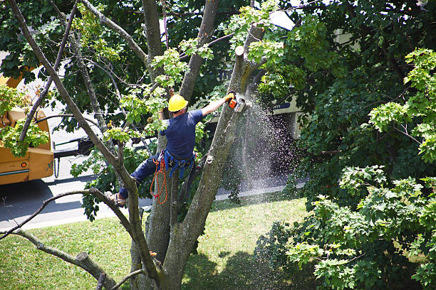 Best Arborist Consultation Services  in Elsberry, MO